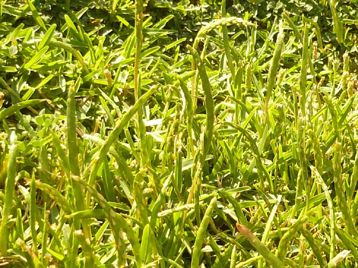 Stenotaphrum secundatum (Poaceae)